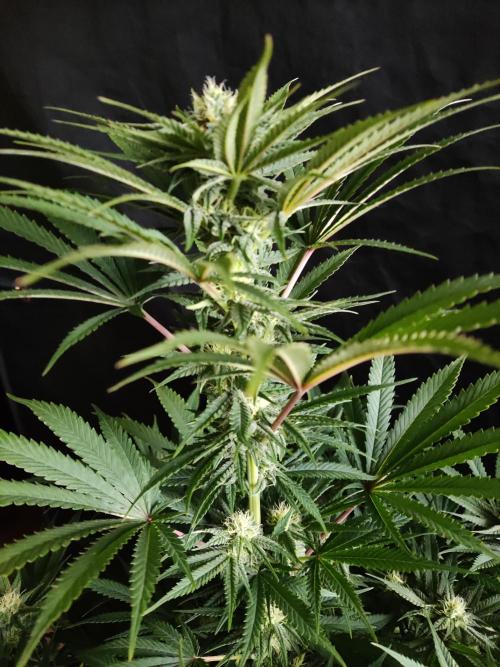 White Widow  X  The Ultimate. Week 11