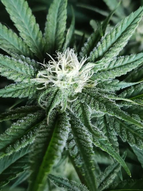 White Widow  X  The Ultimate. Week 11