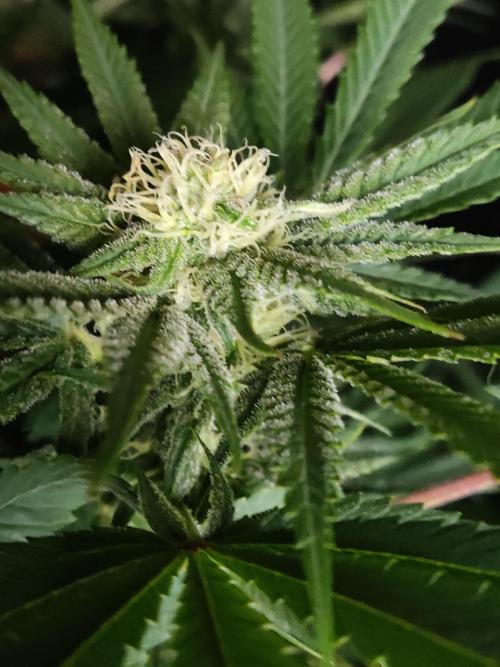 White Widow  X  The Ultimate. Week 11