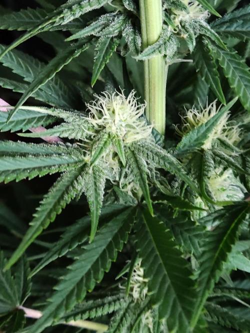 White Widow  X  The Ultimate. Week 11