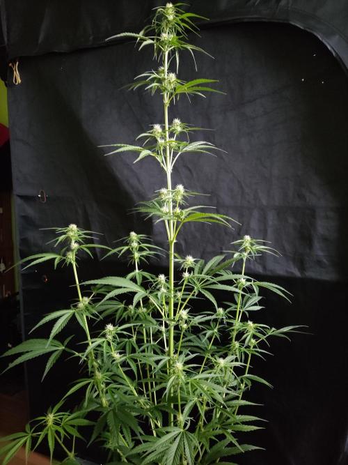 Strawberry Cough. Week 7 - Blüte Tag 28