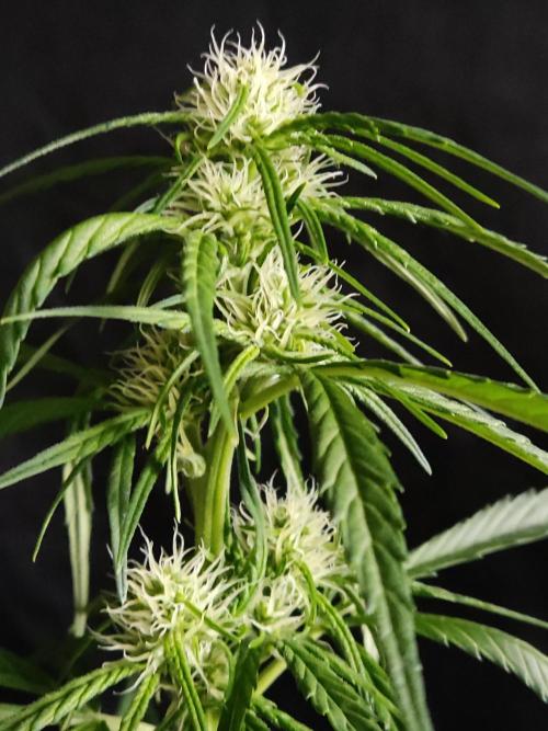 Strawberry Cough. Week 7