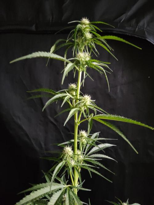 Strawberry Cough. Week 7