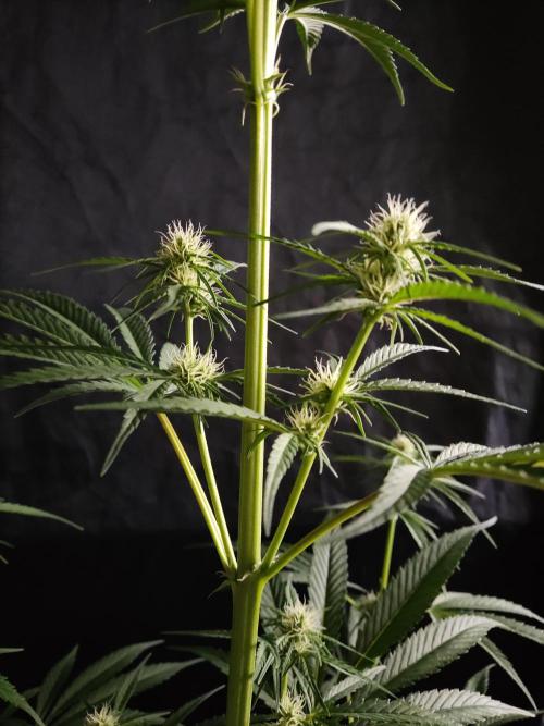 Strawberry Cough. Week 7