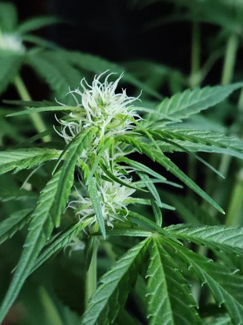 Strawberry Cough. Week 7