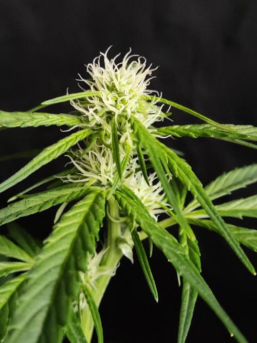 Strawberry Cough. Week 7