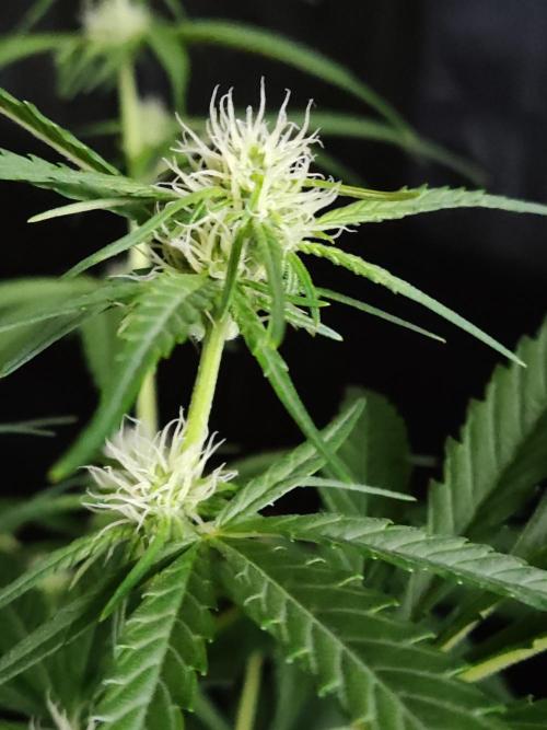 Strawberry Cough. Week 7