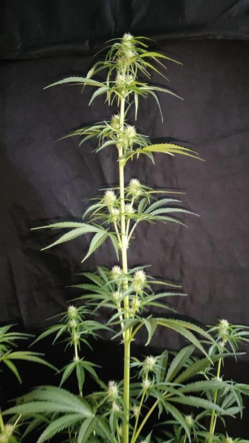 Strawberry Cough