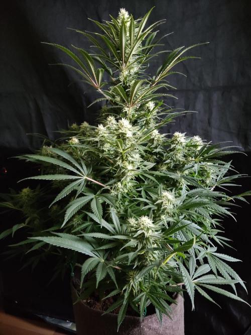 Sugar Black Rose. Week 11