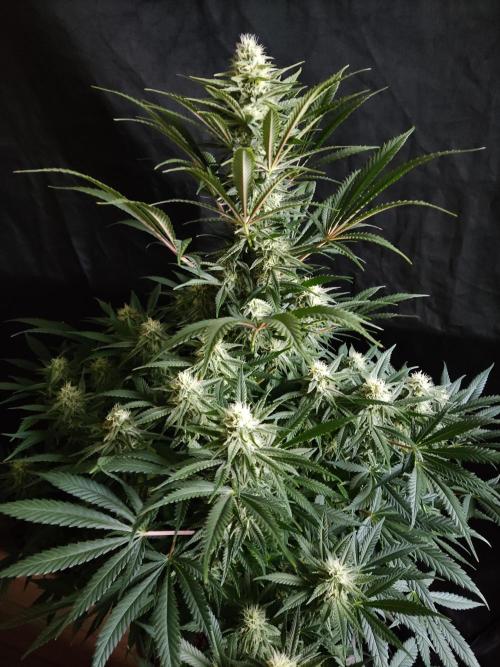 Sugar Black Rose. Week 11