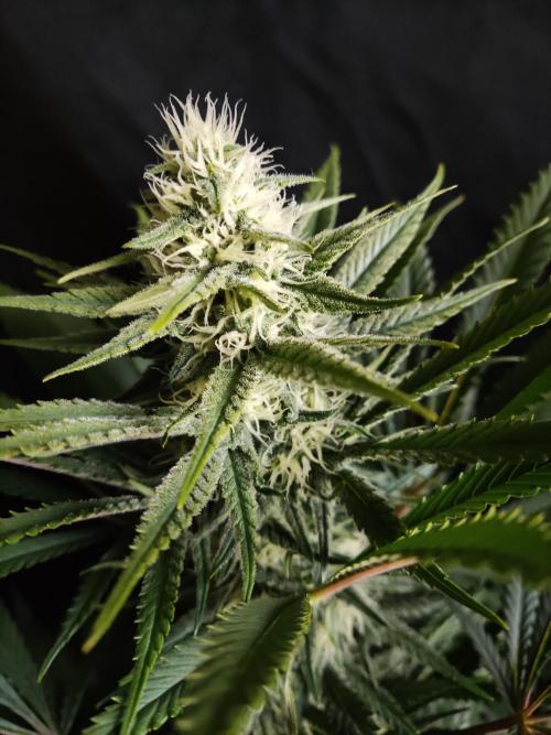 Sugar Black Rose. Week 11