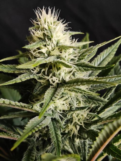 Sugar Black Rose. Week 11