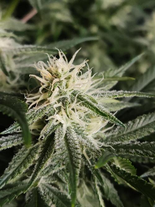 Sugar Black Rose. Week 11