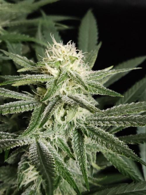 Sugar Black Rose. Week 11