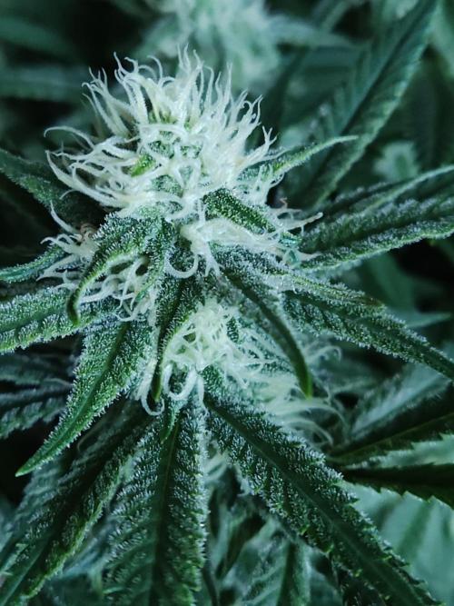 Sugar Black Rose. Week 11