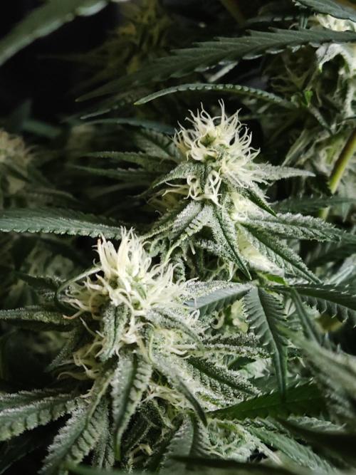 Sugar Black Rose. Week 11