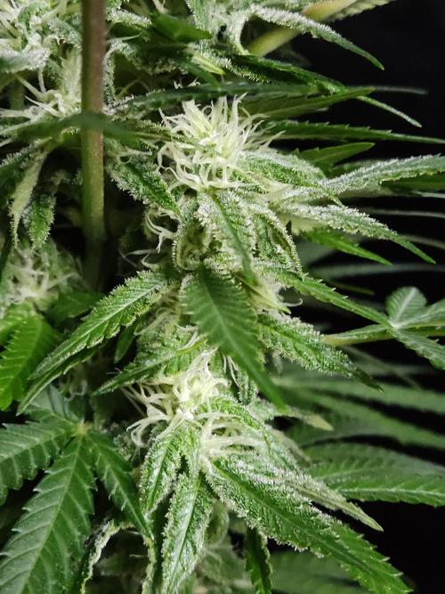 Sugar Black Rose. Week 11