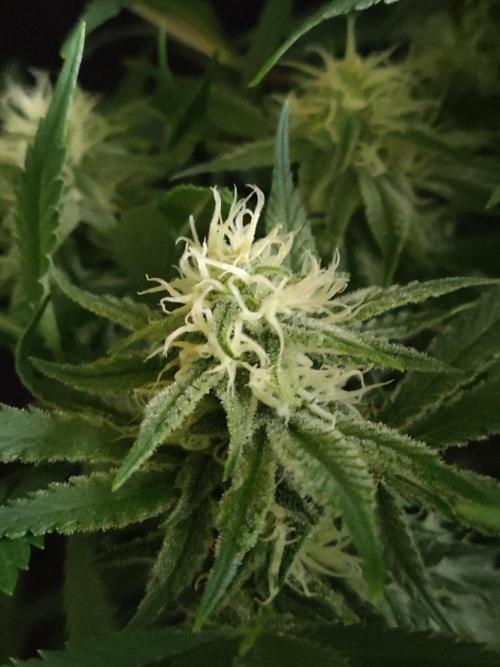 Sugar Black Rose. Week 11