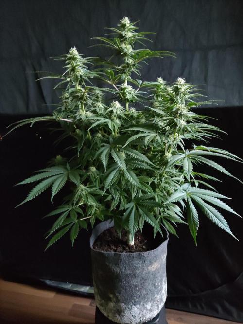 Brain Damage. Week 11 - Blüte Tag 28