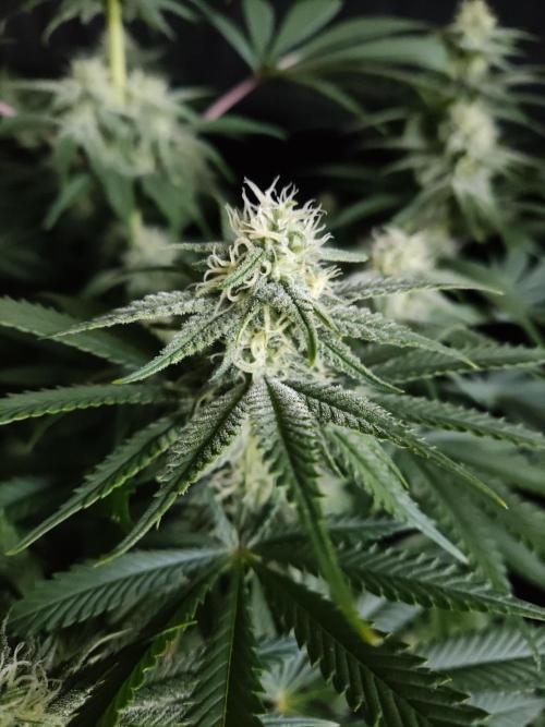 Brain Damage. Week 11