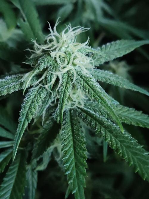 Brain Damage. Week 11