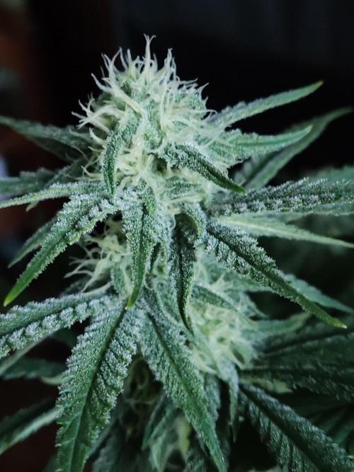 Brain Damage. Week 11