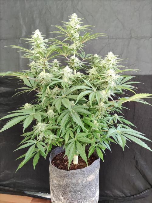 Brain Damage. Week 12 - Blüte Tag 35