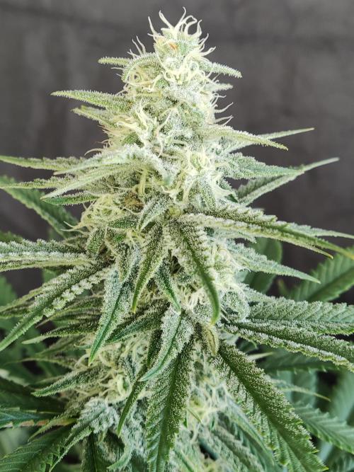 Brain Damage. Week 12