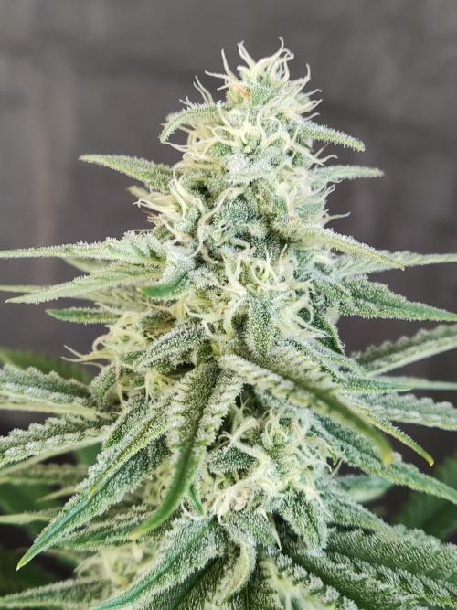 Brain Damage. Week 12