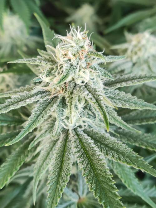 Brain Damage. Week 12