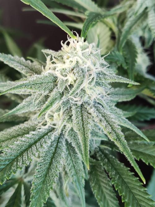 Brain Damage. Week 12