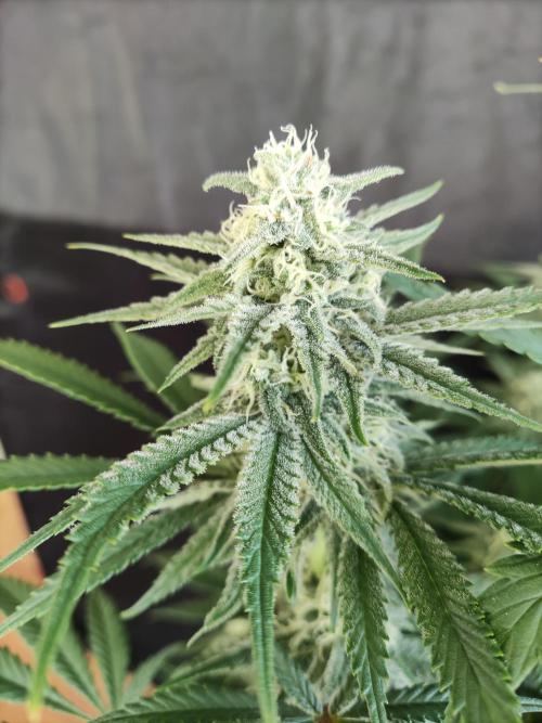 Brain Damage. Week 12