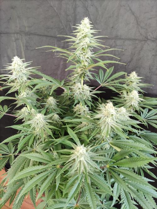 Brain Damage. Week 12