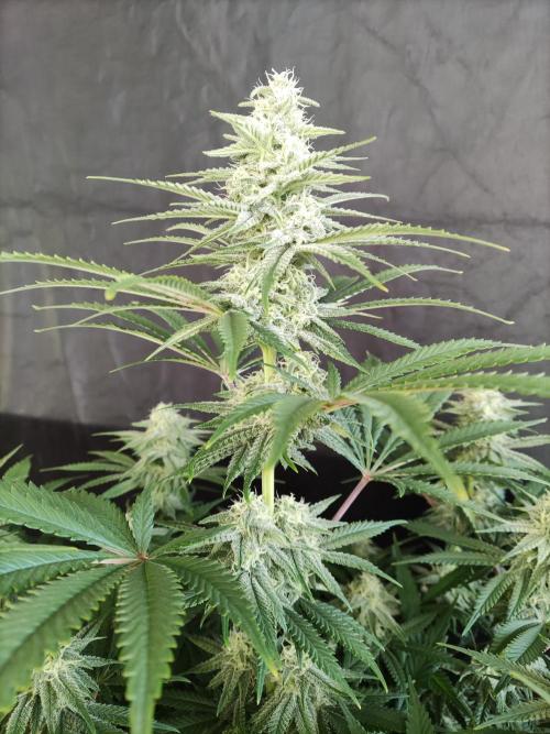 Brain Damage. Week 12