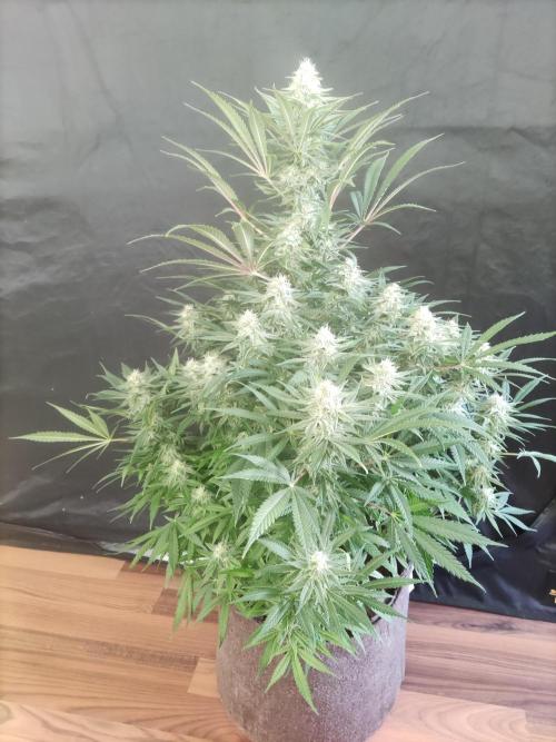 Sugar Black Rose. Week 12 - Blüte Tag 35