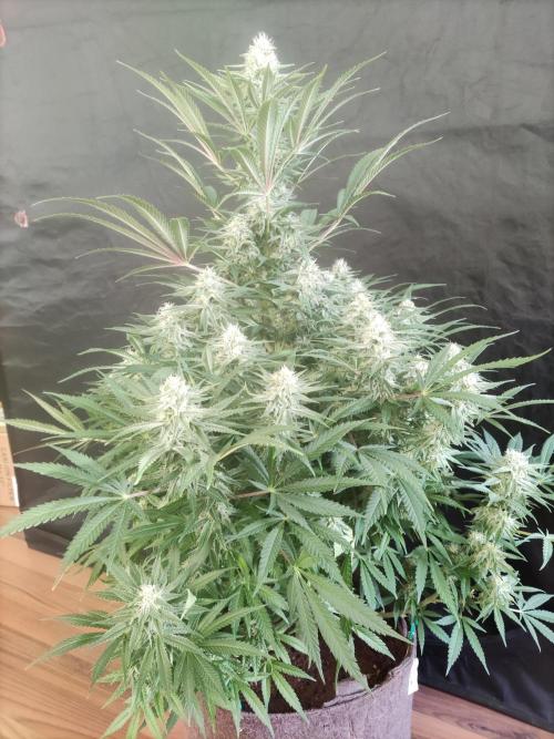 Sugar Black Rose. Week 12