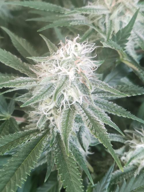 Sugar Black Rose. Week 12