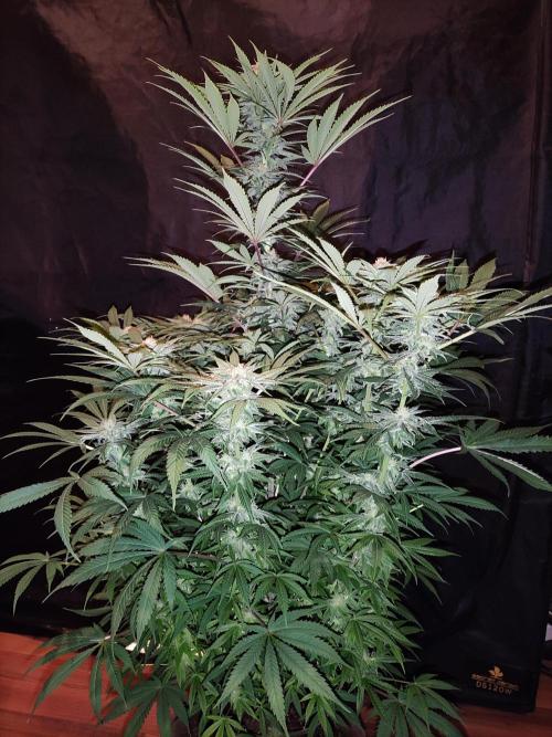 White Widow  X  The Ultimate. Week 12 - Blüte Tag 35
