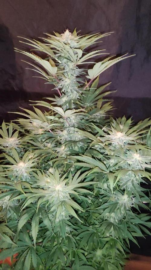 White Widow X The Ultimate