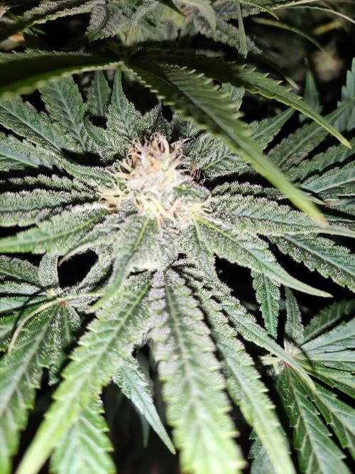 White Widow  X  The Ultimate. Week 12