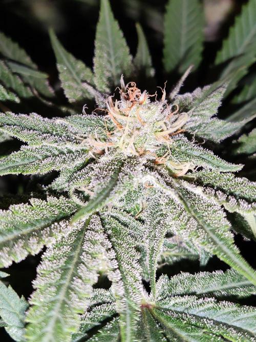 White Widow  X  The Ultimate. Week 12