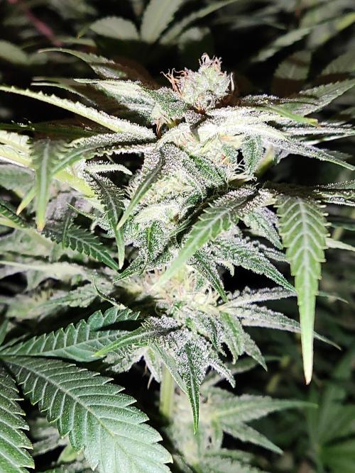 White Widow  X  The Ultimate. Week 12