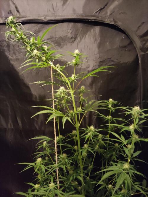 Strawberry Cough. Week 8 - Blüte Tag 35