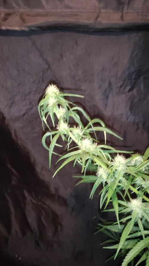 Strawberry Cough