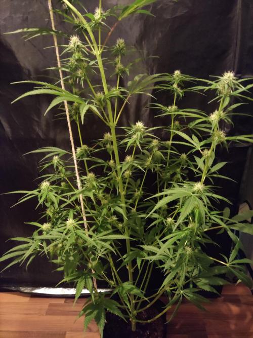 Strawberry Cough. Week 8