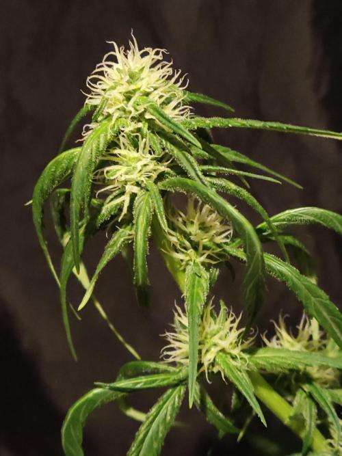 Strawberry Cough. Week 8