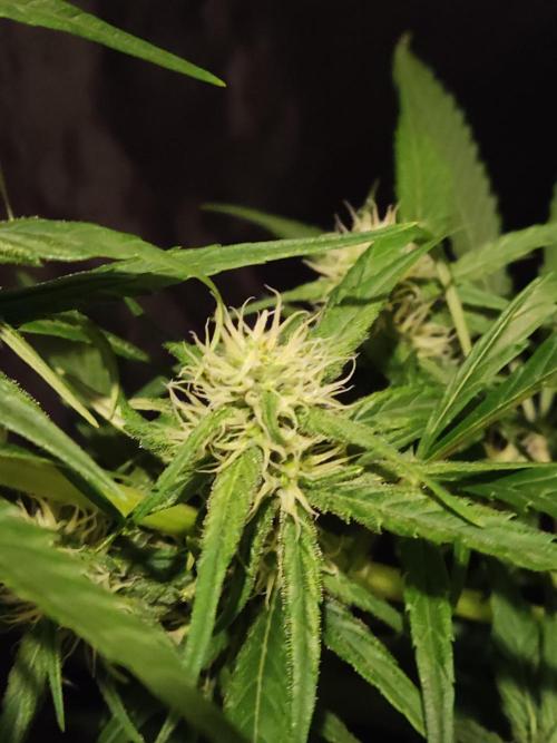 Strawberry Cough. Week 8