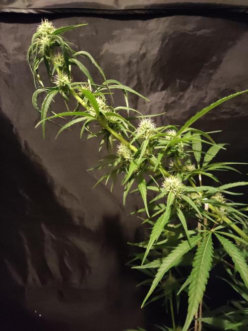 Strawberry Cough. Week 8