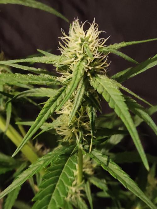 Strawberry Cough. Week 8