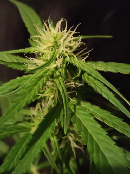 Strawberry Cough. Week 8